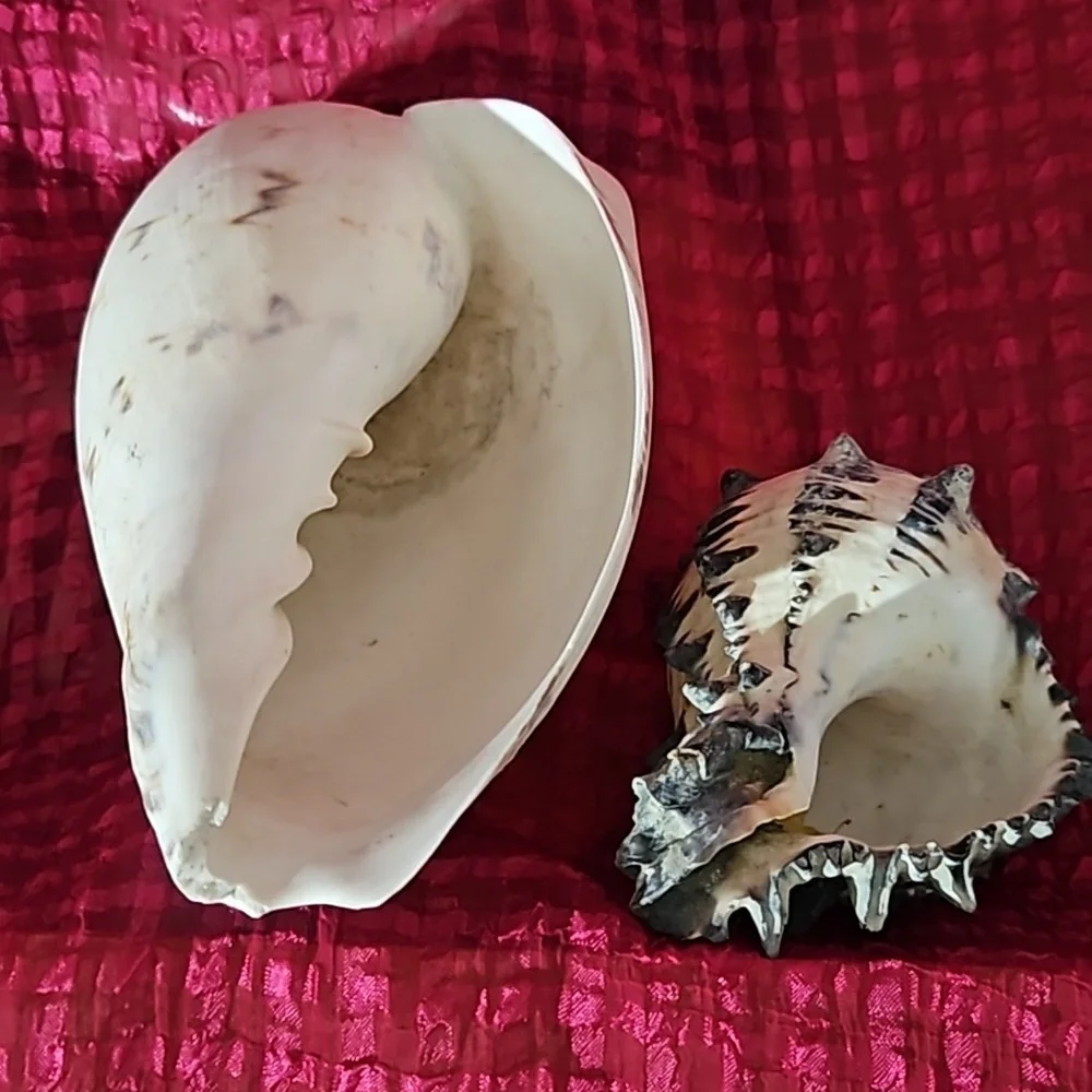 2pc vintage shell 🐚 ,